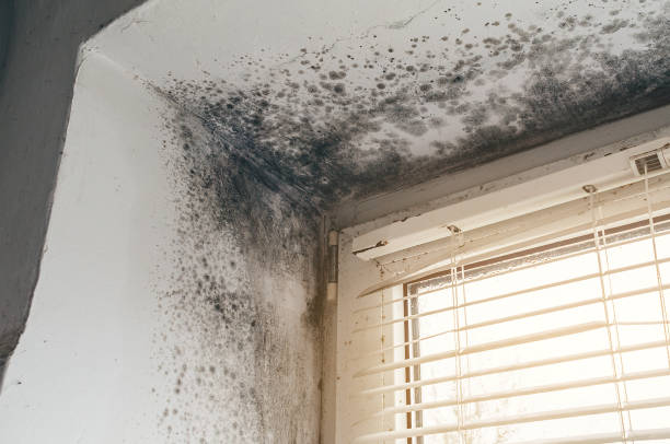 Affordable Mold Remediation solutions in Old Bridge, NJ